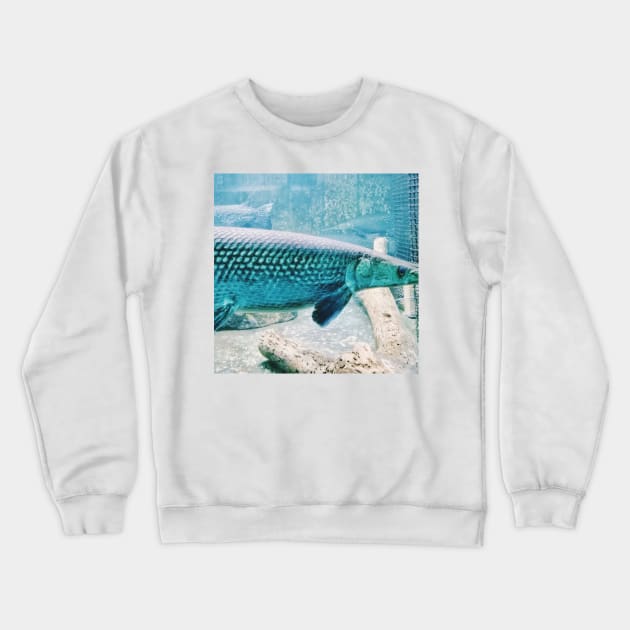 aquarium, fish, alligator gar, fish tank, gar fish, monster fish, tropical fish, gar, water change, fish keeper, monster fish keeper, exotic pets, pet, wet pet, wet pets Crewneck Sweatshirt by souvenirscape